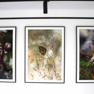 Fragment ścian na której zawieszone są w ramach 100/70 cm trzy fotografie przedstawiające świat w makro rozmiarze. Ujęte są w dużym przybliżeniu motyl na wysokich trawach, ślimak na podszyciu leśnym i mchu oraz gałązka kwitnącego drzewka owocowego.