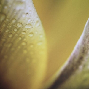 Zbliżenie na fragment fotografii. Wyostrzone płatki kielicha tulipana po których spływają krople wody.