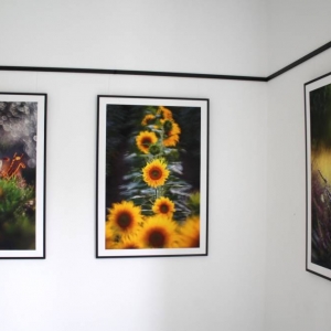 Fragment galerii. Na dwóch ścianach zawieszone są fotografie w formatach 100cm/na 70 cm. W czarnych ramkach umieszczone są fotografie przedstawiające naturę w makro powiększeniu. Jedna z fotografii przedstawia wrzos, druga słoneczniki, a trzecia skorupkę ślimaka w trawie.
