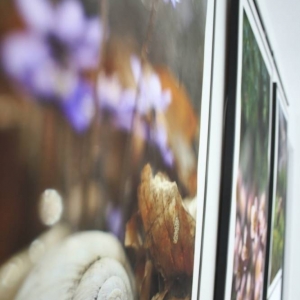 Ujęcie z mocnego ukosa. Na ścianie zawieszone są trzy fotografie przedstawiające przyrodę w dużym powiększeniu. Na fotografiach znajdują się kwiaty, muszelki od ślimaków, liście, trawy. 