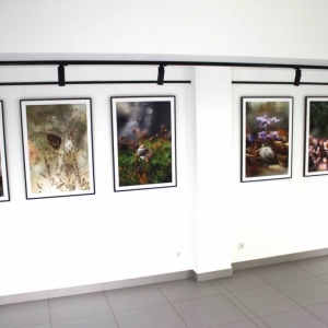Fragment galerii. Na ścianach zawieszone są fotografie w dużych formatach 100 cm na 70 cm. Przedstawiająca świat przyrody w makro rozmiarach. Zainstalowane są na systemie wystawienniczym wraz z oświetleniem. Fotografie przedstawiają: gałązki drzew, motyle, skorupki ślimaka.