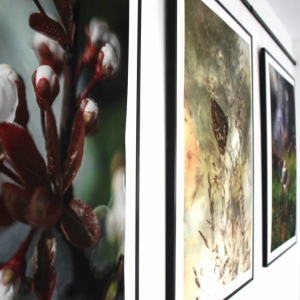 Ujęcie z skosa ściany na której zawieszone są trzy fotografie przedstawiające świat przyrody w makro powiększeniu. rośliny,. motyl, wysokie trawy.
